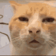Running Cat